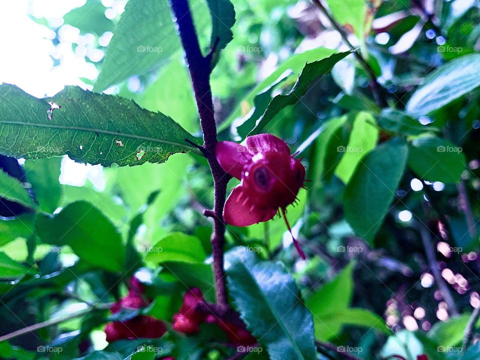 “When a flower doesn’t bloom, you fix the environment in which it grows, not the flower.” Viva Magenta!
~Alexander Den Heijer