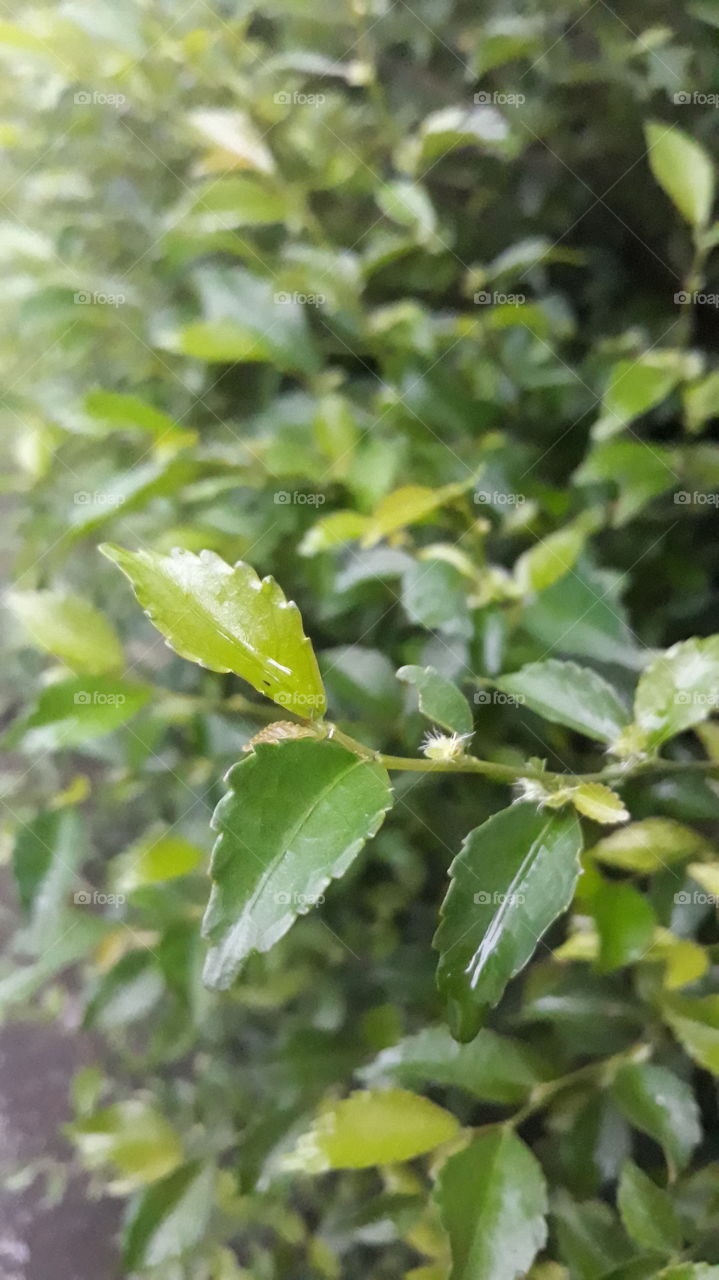 Teh-tehan atau Acalypha siamensismerupakan tanaman bercabang banyak membentuk semak. Daunnya berukuran sedang dan tumbuh membentuk rumpun, cocok dijadikan pagar hidup.

Genus Acalypha merupakan genus terbesar ketiga dari suku Euphorbiaceae yang terdiri dari sekitar 450 spesies. Setidaknya klasifikasi tanaman teh tehan ada 28 spesies dapat ditemukan di Asia Tenggara. Nama latin tanaman teh-tehan disebut Acalypha siamensis, nama lainnya disebut daun teh siam atau wild tea. Acalypha siamensismerupakan tanaman asli yang tumbuh di Thailand, Vietnam, Malaysia (semenanjung), Singapura, Sumatera, dan Sulawesi.

Biasa dimanfaatkan sebagai pagar hidup yang paling sesuai tanpa perlu material tambahan. Tanaman ini bercabang banyak membentuk semak, dirawat dan dipangkas hingga membentuk tembok pagar. Bentuk daun berukuran sedang akan membentuk rumpun yang rapat, menghalau pandangan dari luar dan debu. Umumnya masyarakat menanam daun teh tehan di depan rumah sebagai pagar yang mengelilingi tanah sekitar rumah.