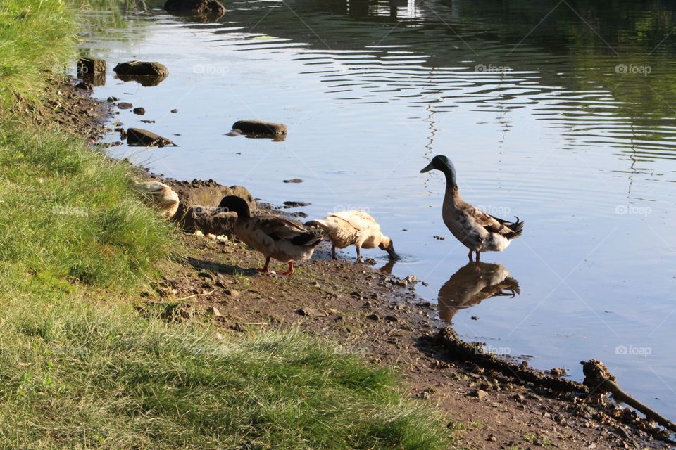 Water, Nature, Wildlife, No Person, Outdoors