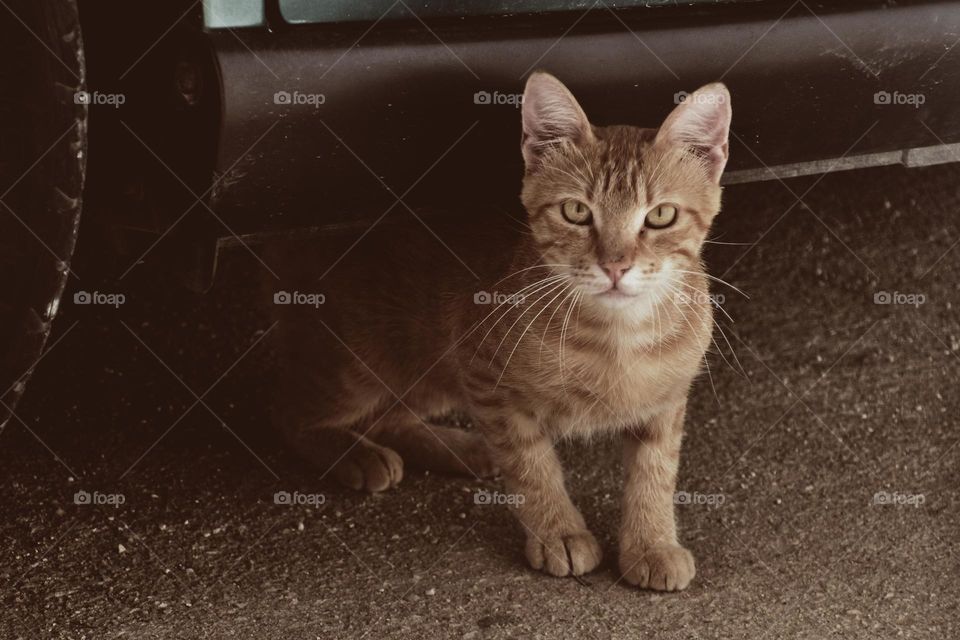 portrait of a curious cat