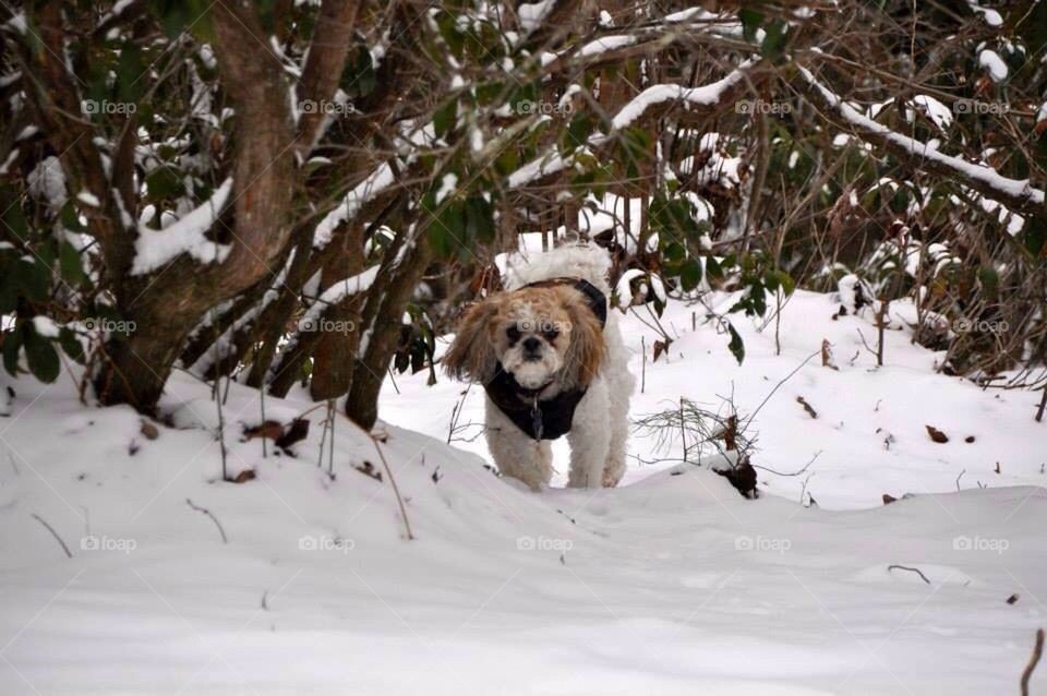 Max in the snow