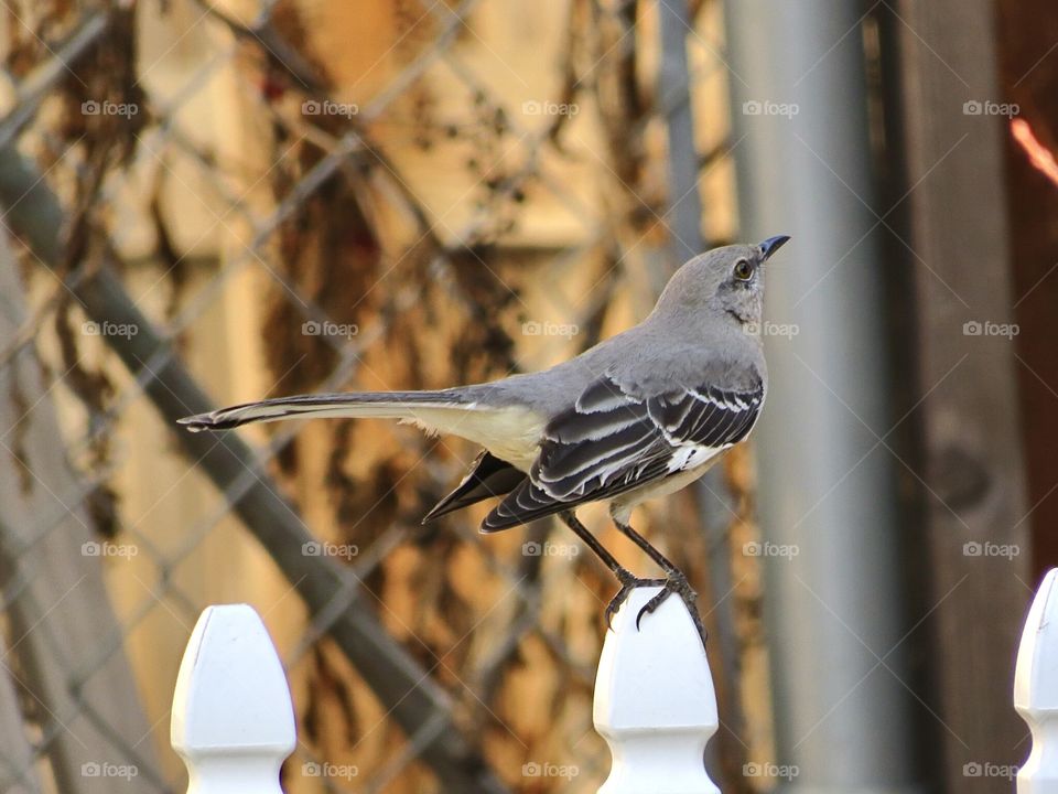 Mockingbird 