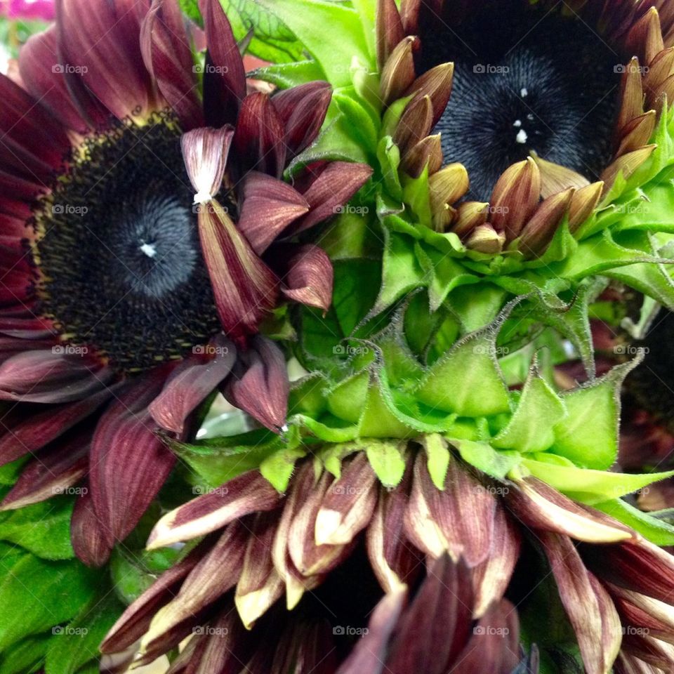 Black sunflowers