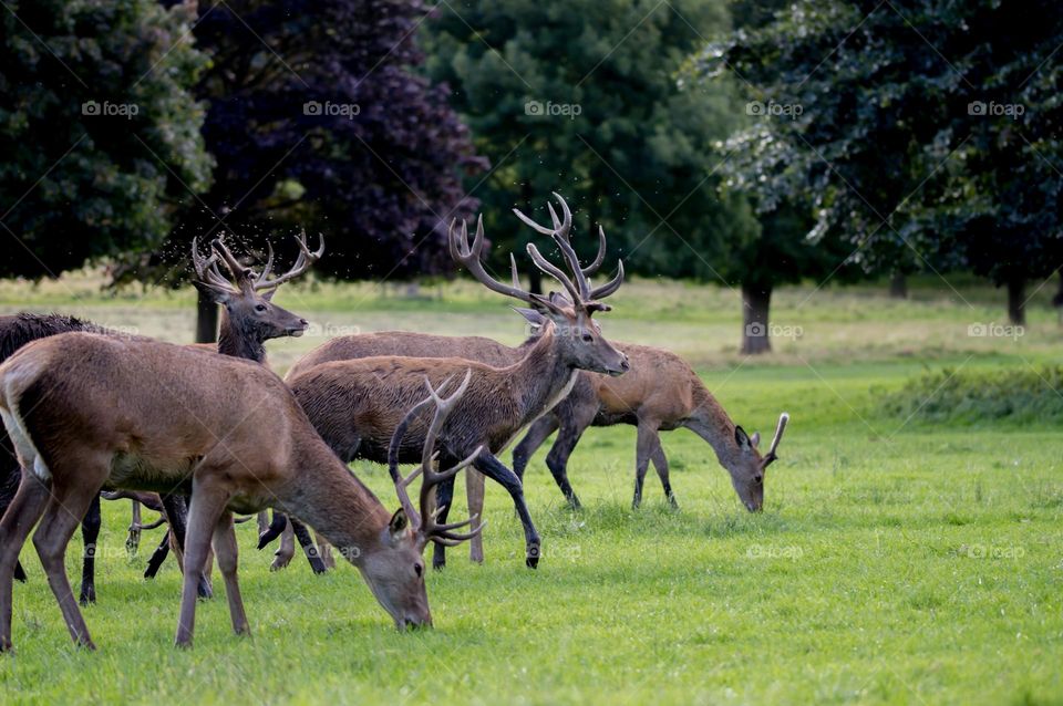 Beautiful brown colour deer