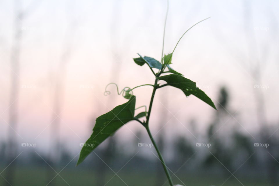 spring season... nature view...