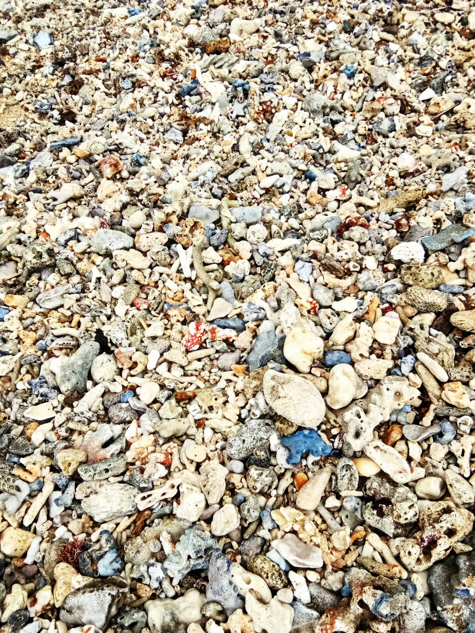 seashells and corals' rock
