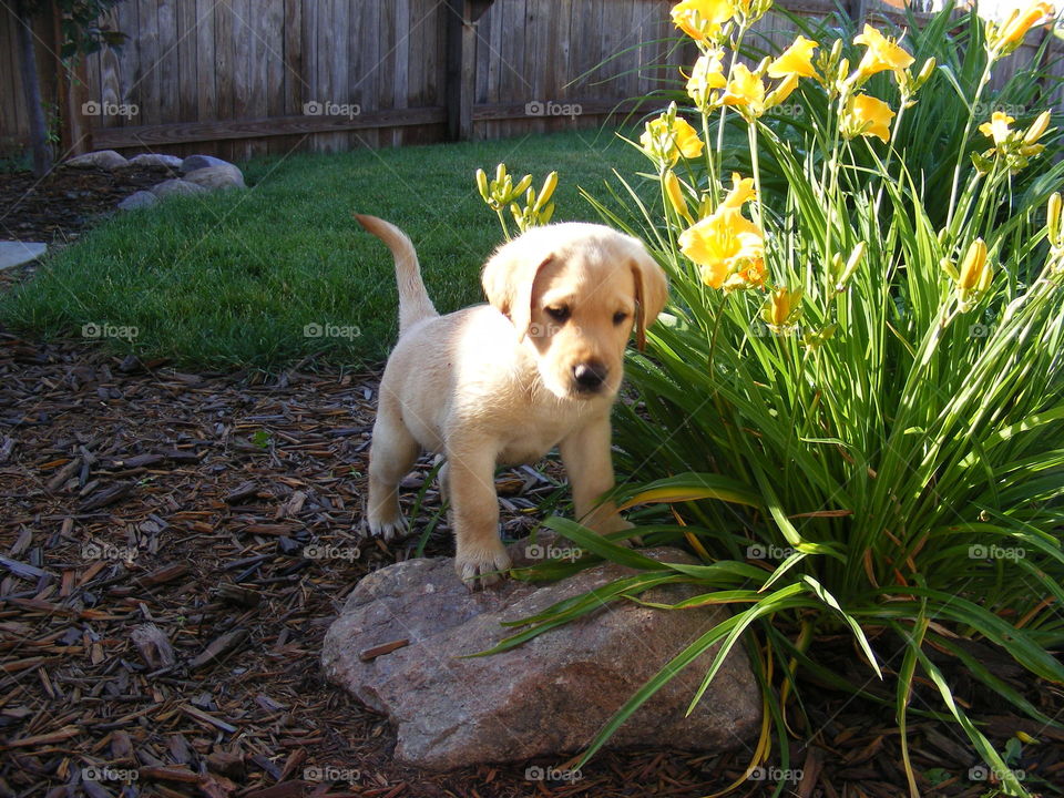 Yellow lab puppy