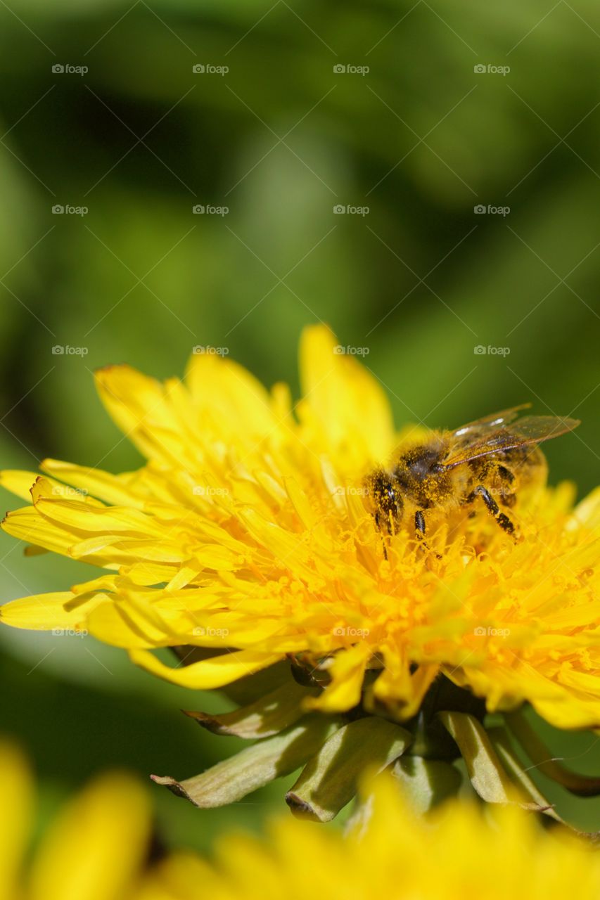 Honey bee covered with pollen