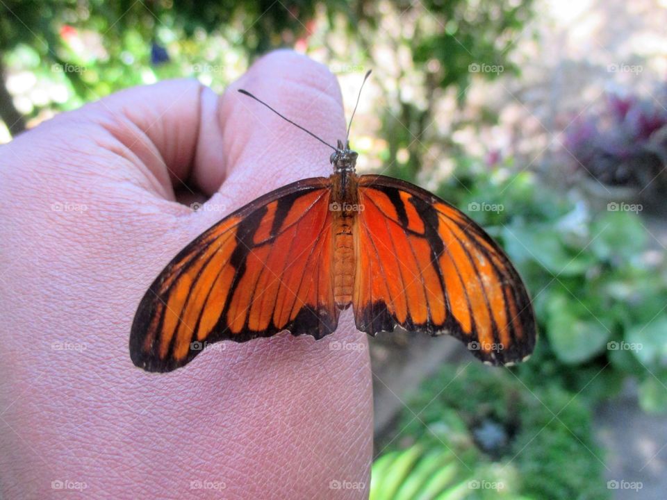 Orange Butterfly