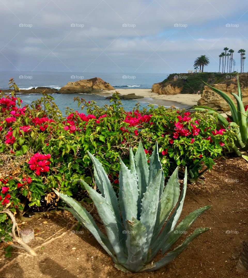 Cactus  and Succulent 