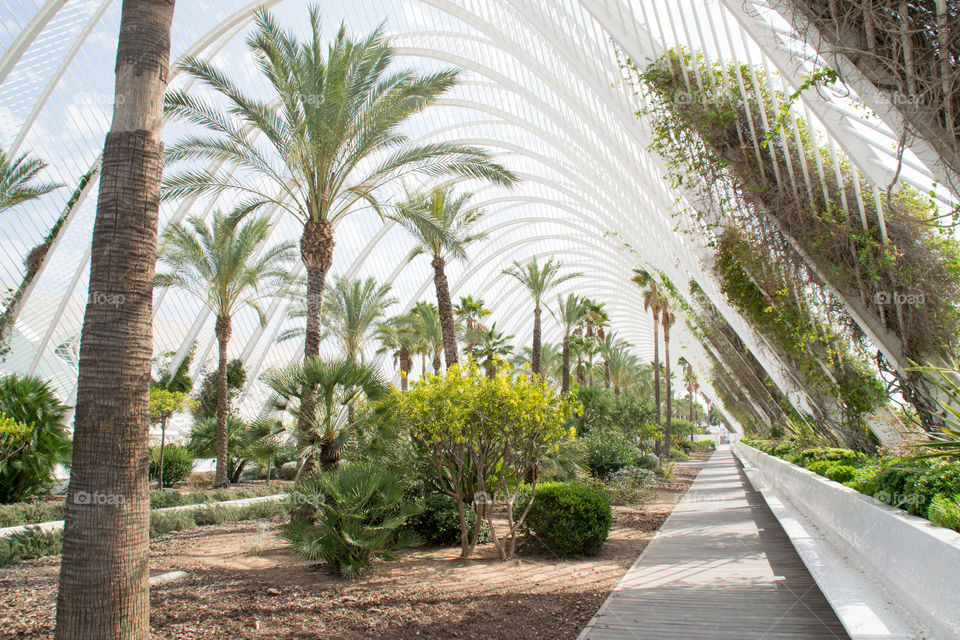 Walkway along a palm garden