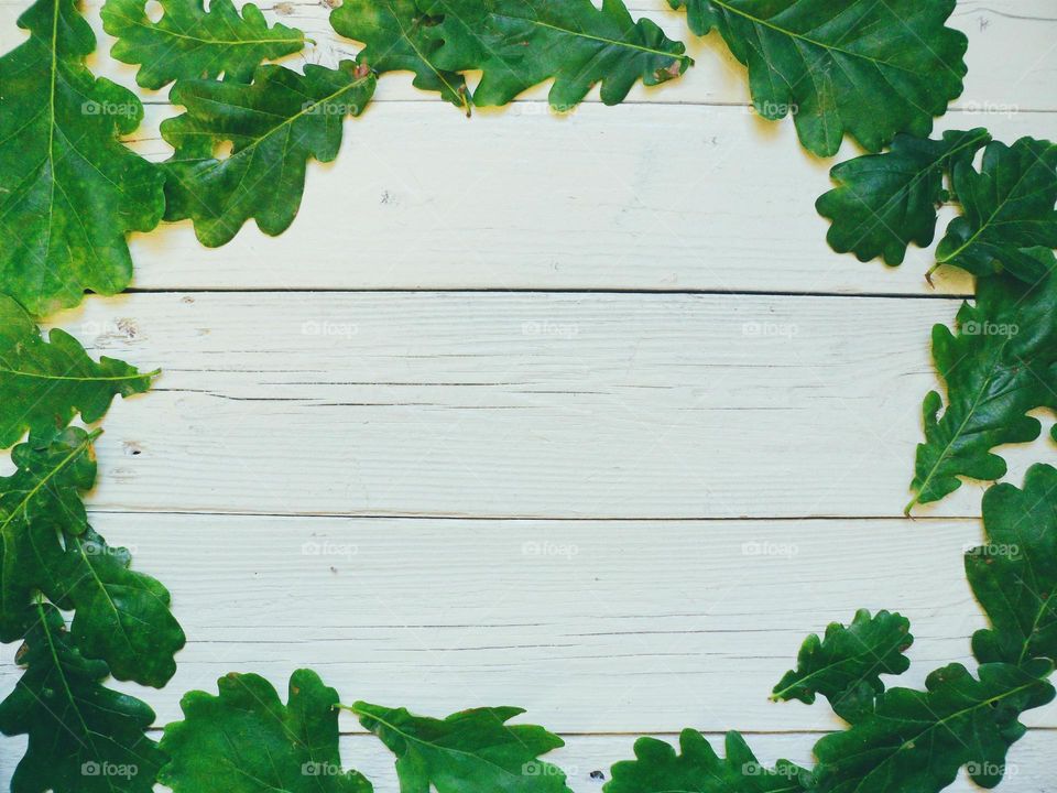 composition of green oak leaves