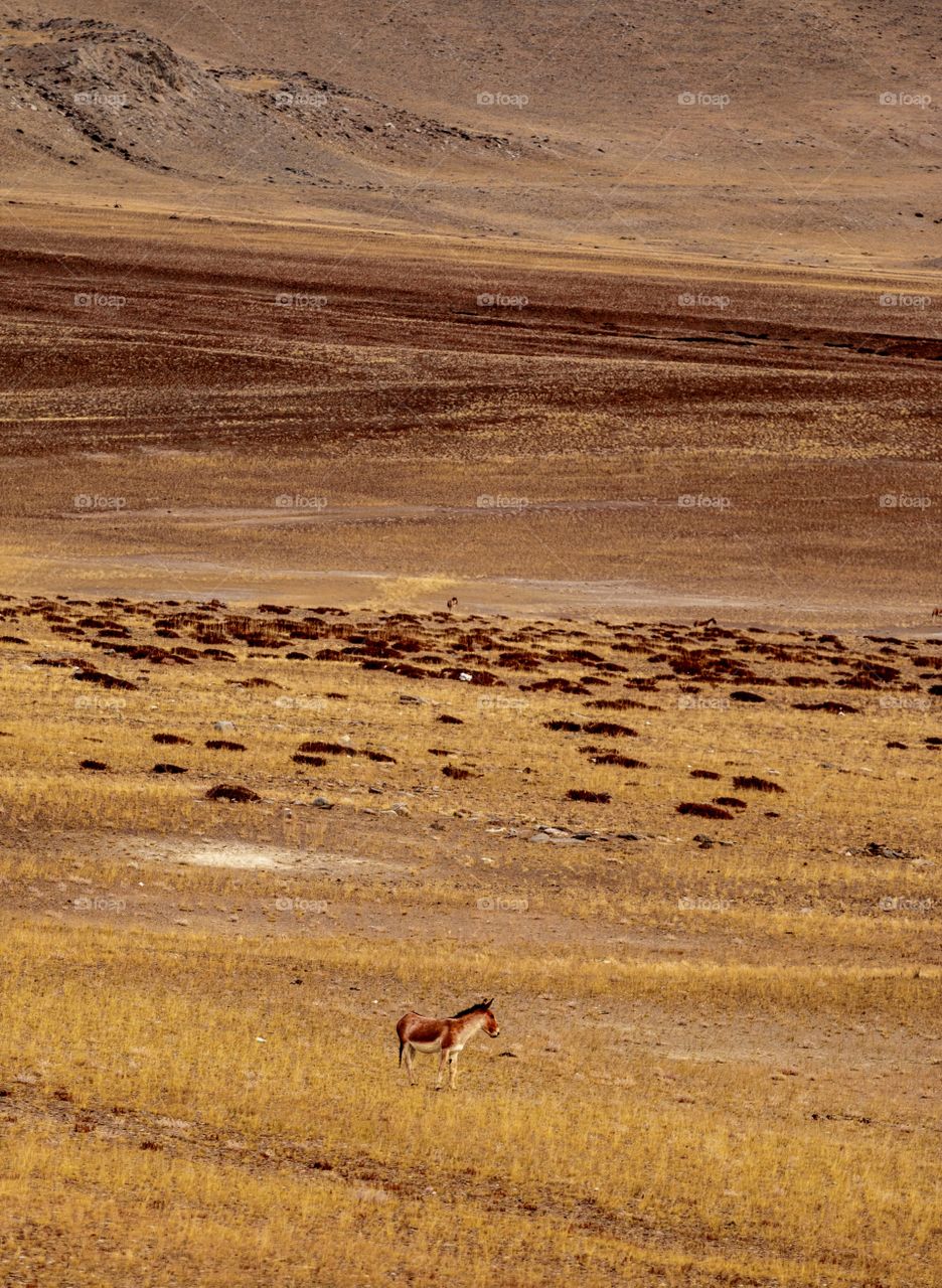 Kiang standing in the valley