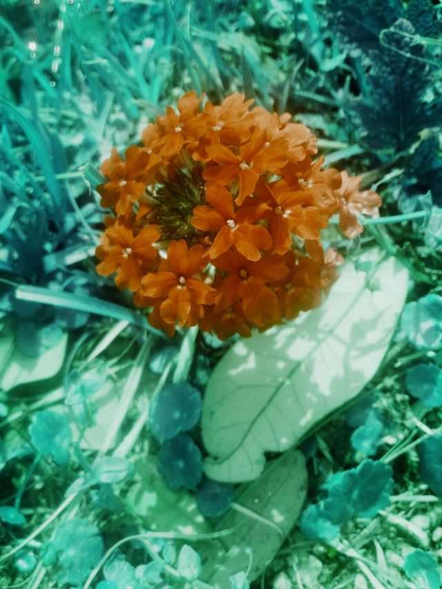 Flower