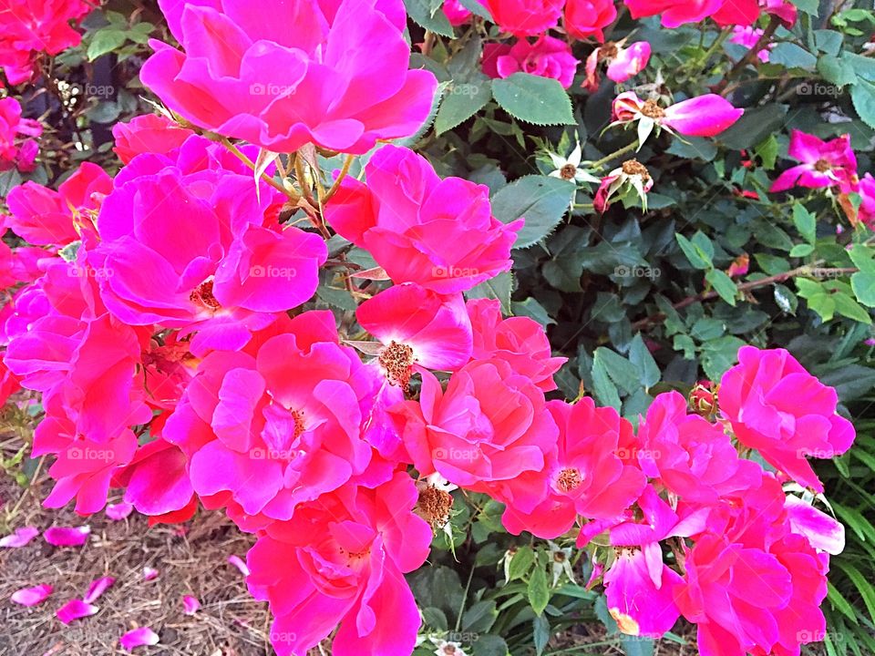 Very bright pink flowers by the neighborhood entrance 