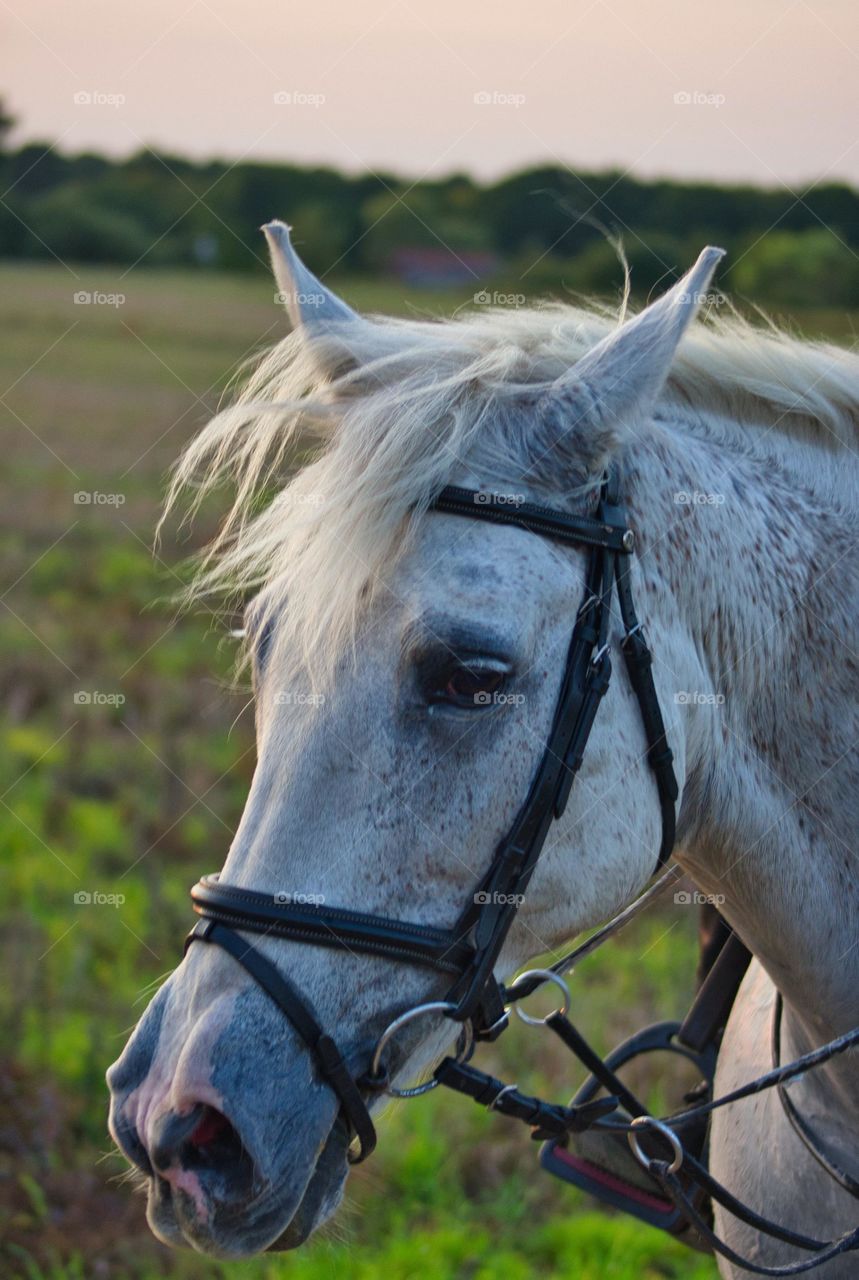 cavalo,branco