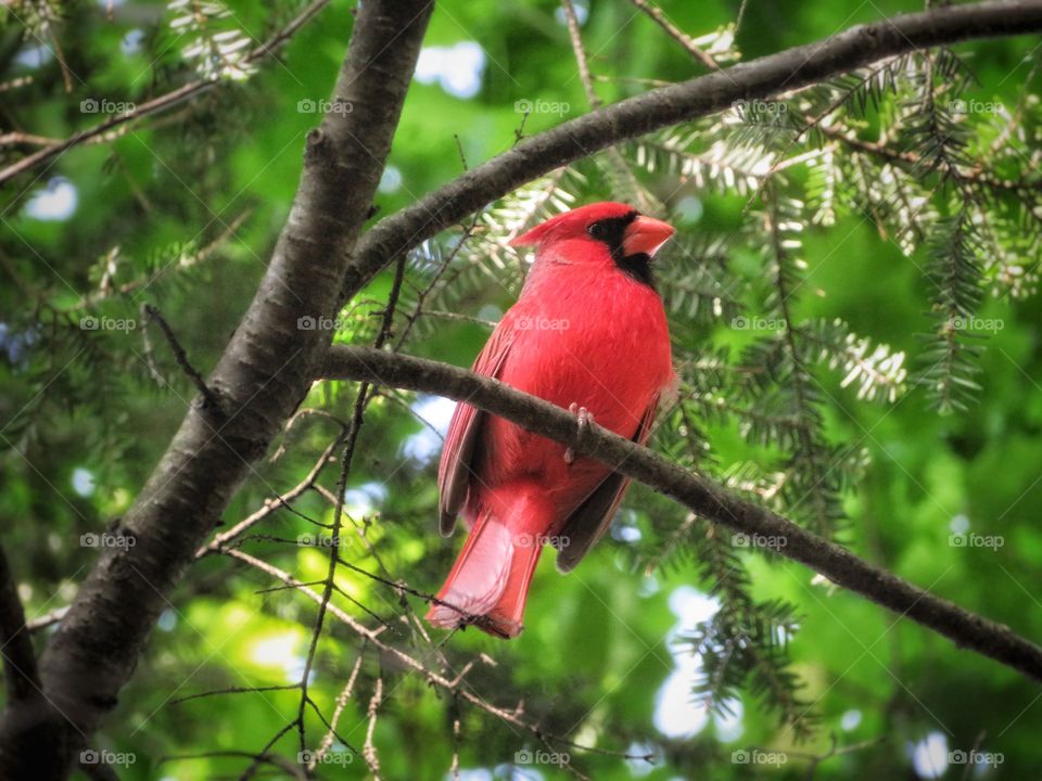 Cardinal Montreal botanical gardens 