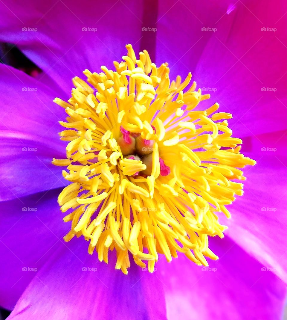 Textures In A Flower