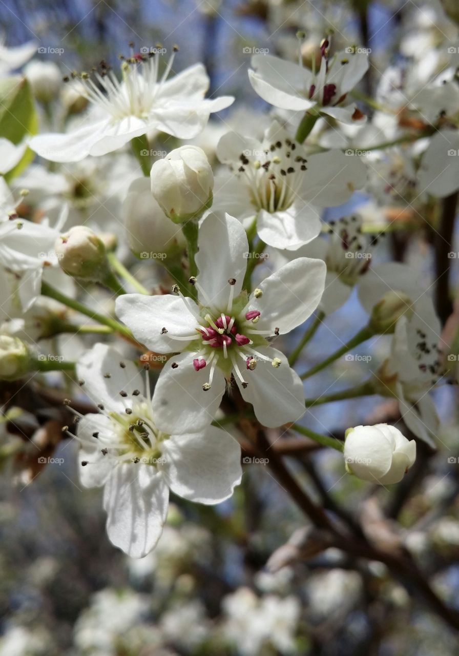 White crab apple blossoms