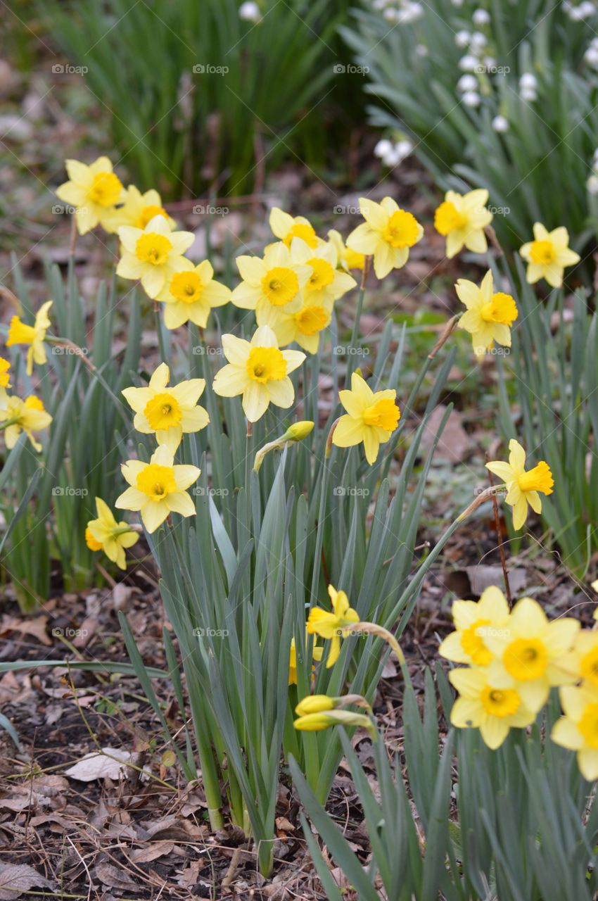 Spring daffodils. 
