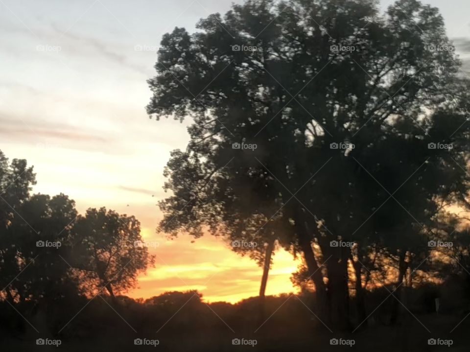 Gorgeous sunset through the trees