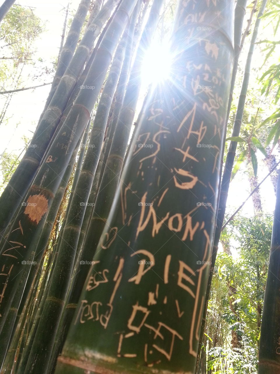Talkinh bamboo