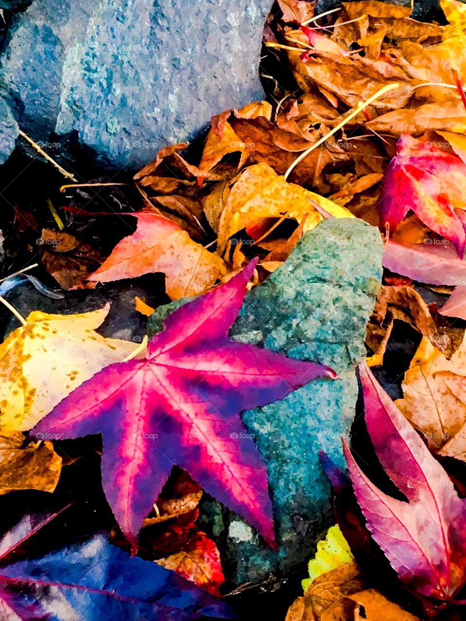 Embers on the Forest Floot