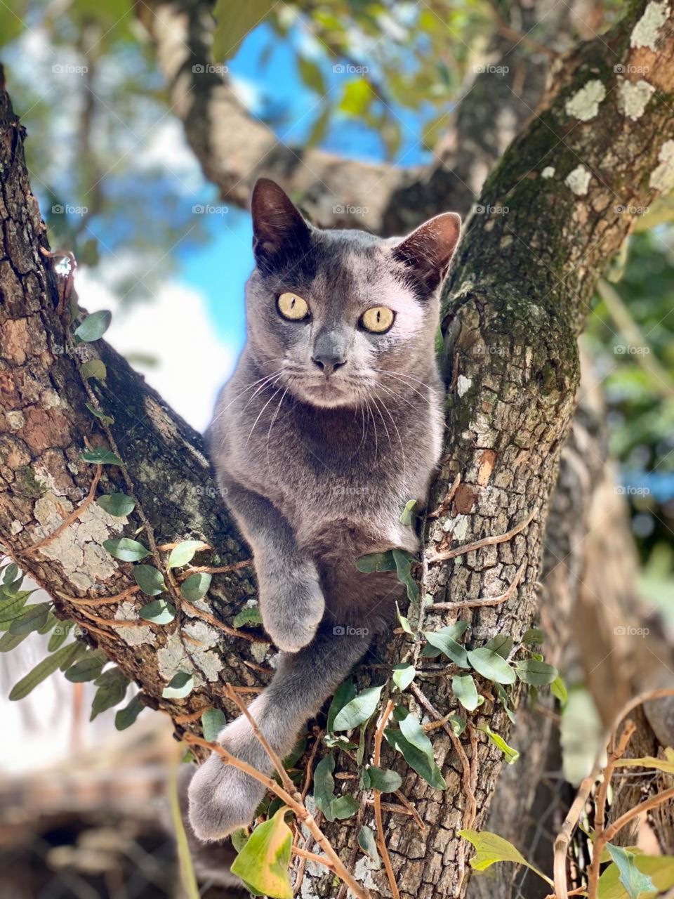 cat in a tree