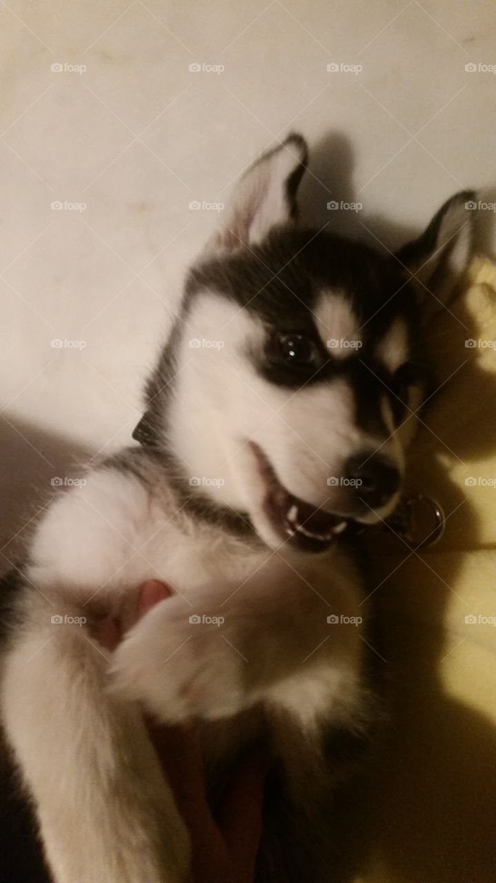 husky puppy layin on his back