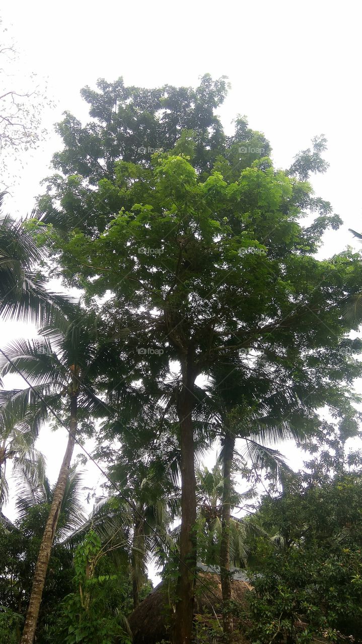 This is a beautiful tree