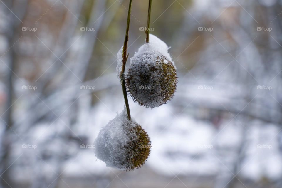 sycamore fruits in snow
