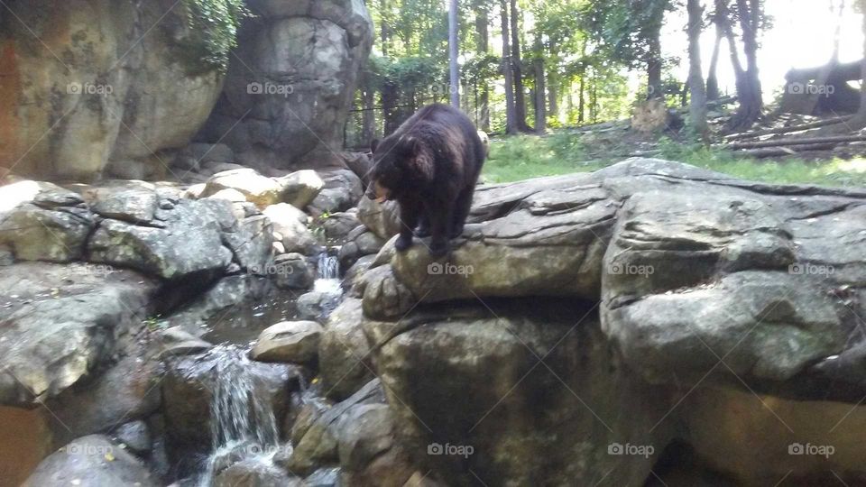 Grizzly Bear at North Carolina Zoo