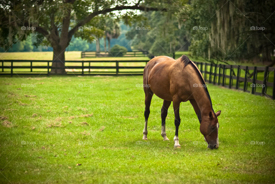 Grazing horse