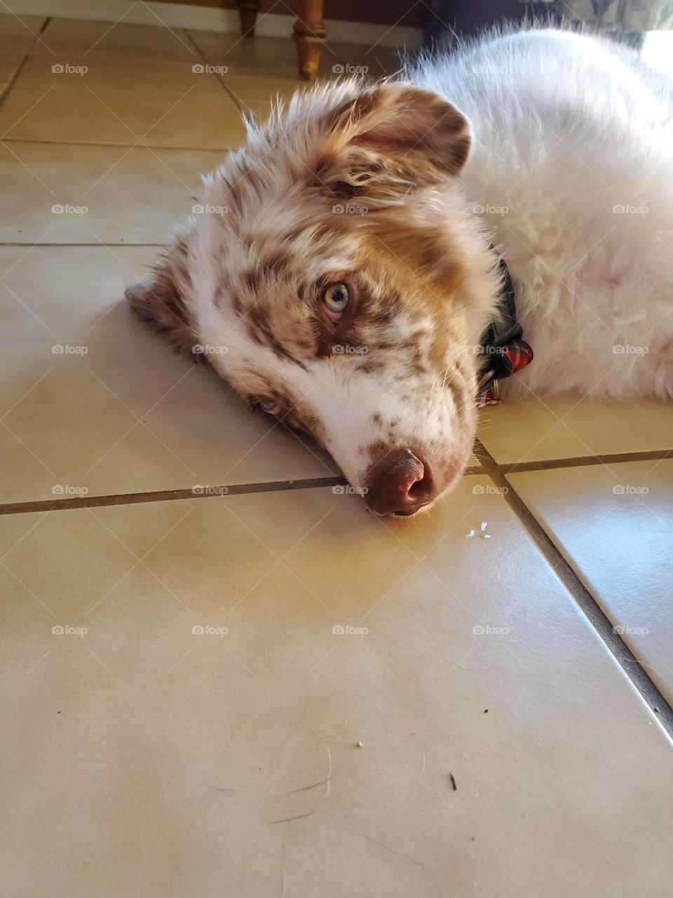 Wide eyed with wonder red merle puppy full of life and joy!