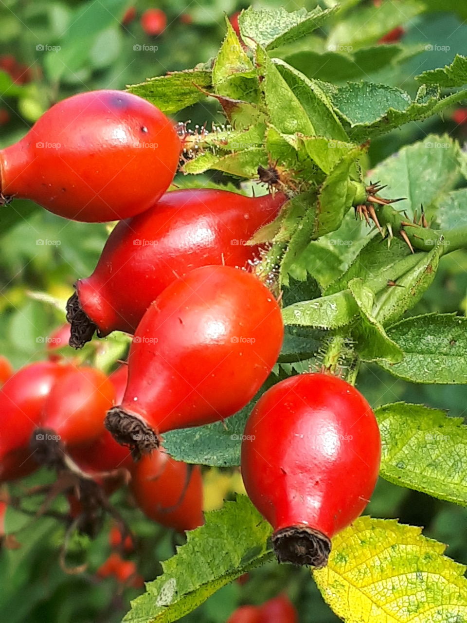 Fruit, Leaf, No Person, Berry, Grow