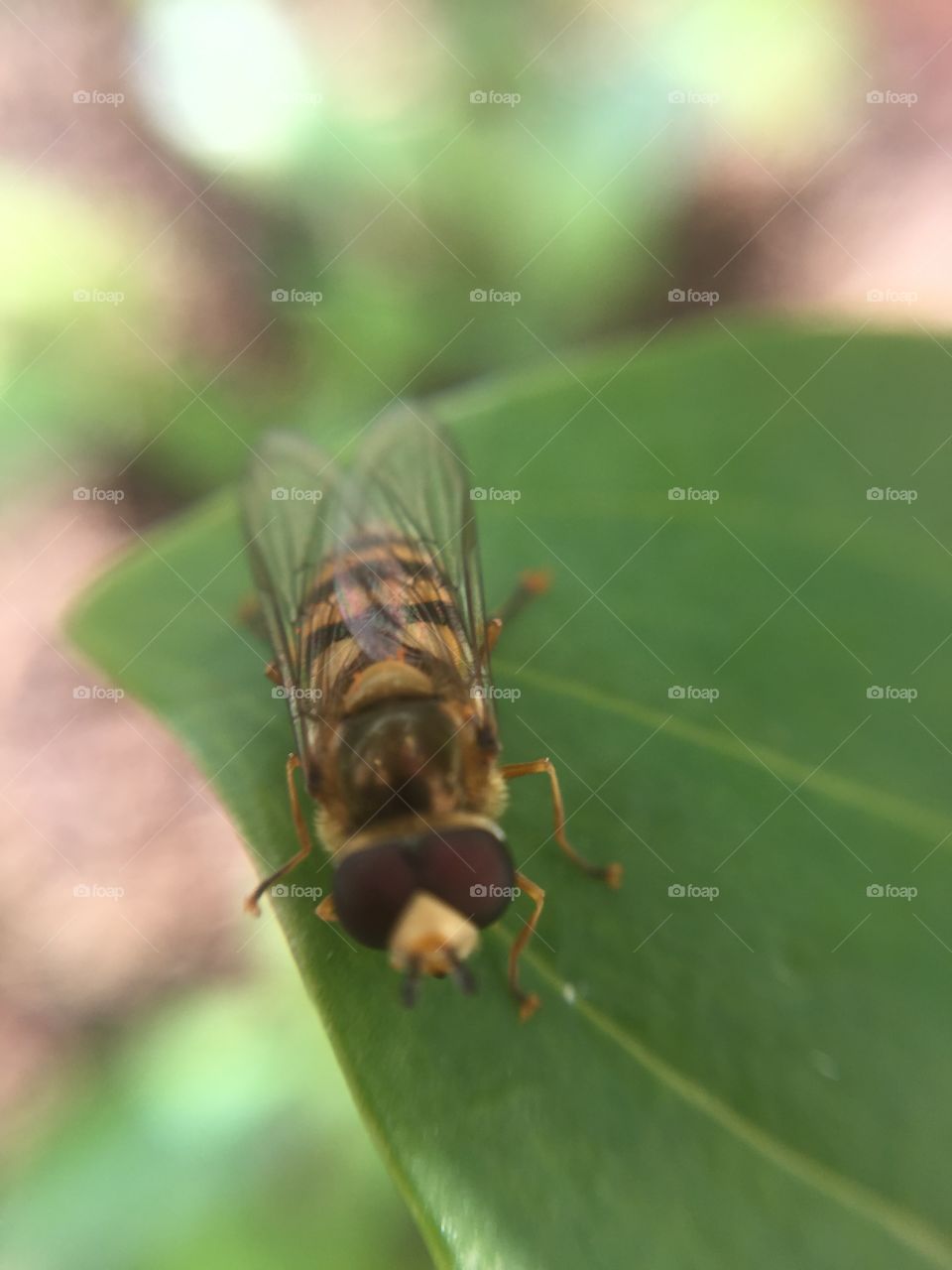 Unfocused hover fly 2