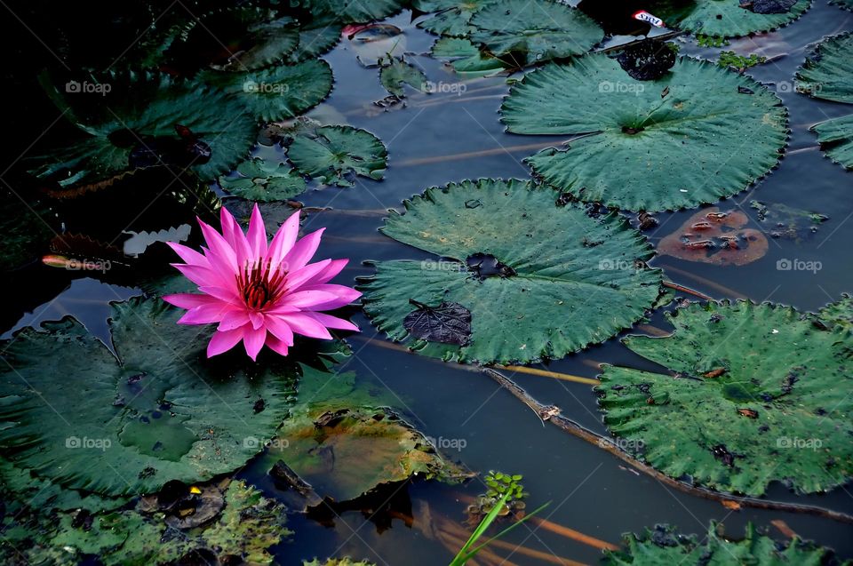 lotus flower with leaves