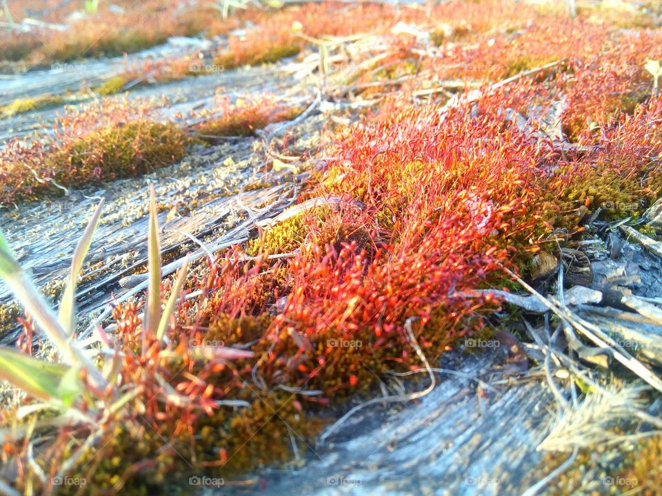 Bonfire Moss