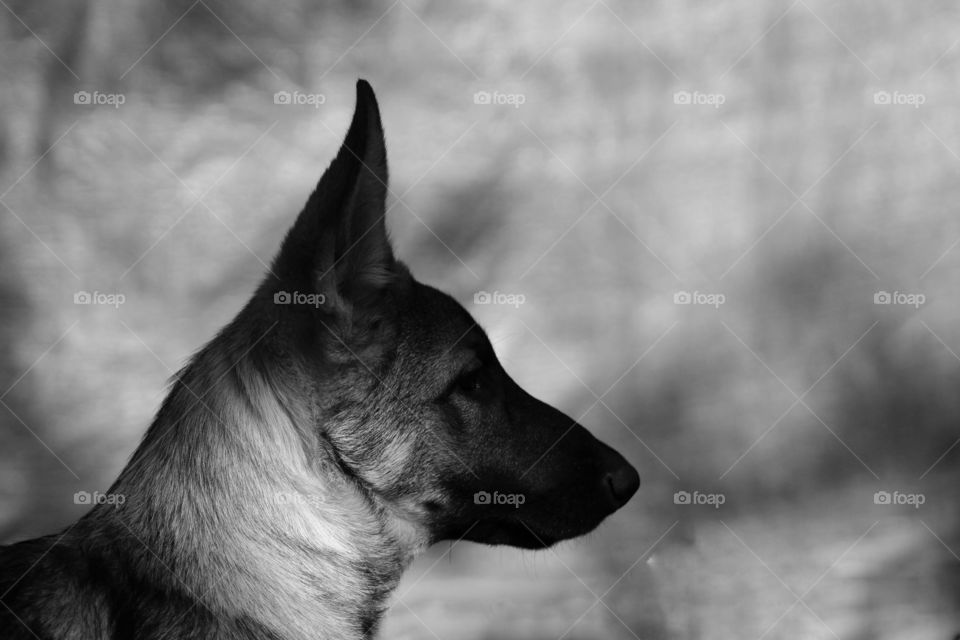 German Shepherd