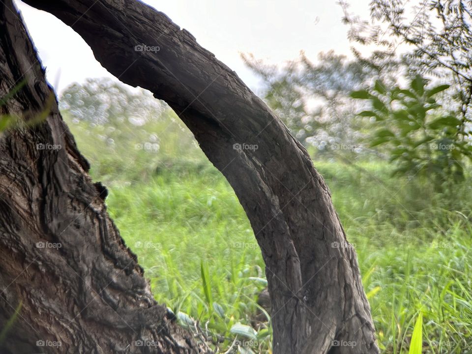 Tree branch inclined over the bark of a tree, forming a view to the landscape through them.