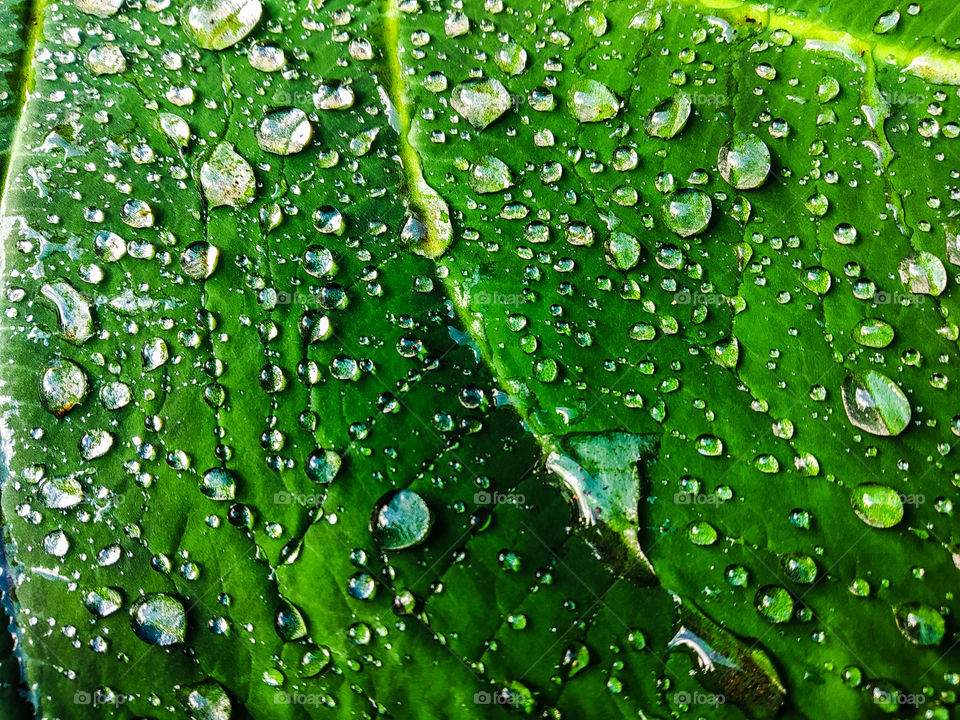 rain water on the leaf