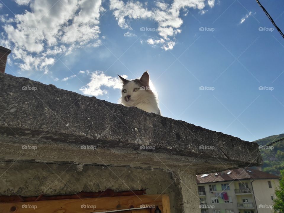 Cat on building with beauty sky in background