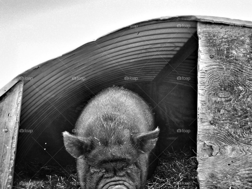 Pig shelter