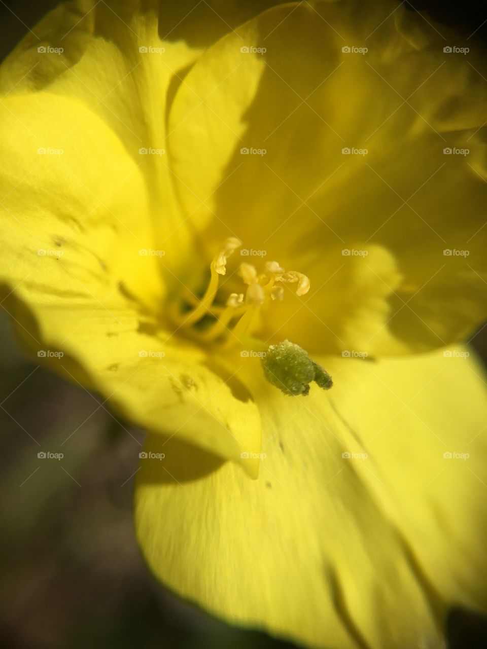 Yellow flower closeup