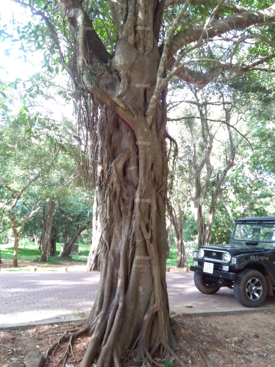 Big tree and jeep