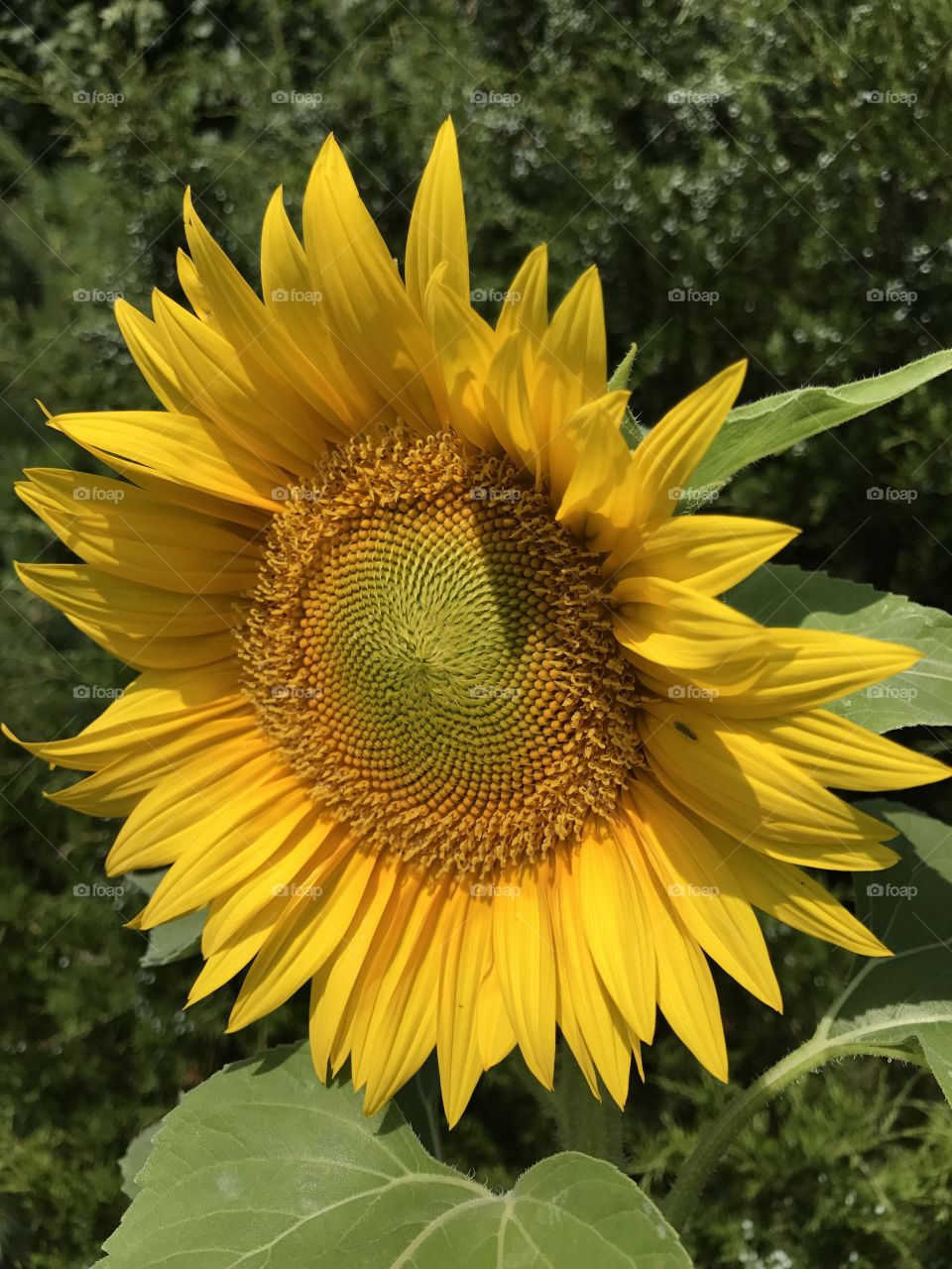 Happy Sunflower 