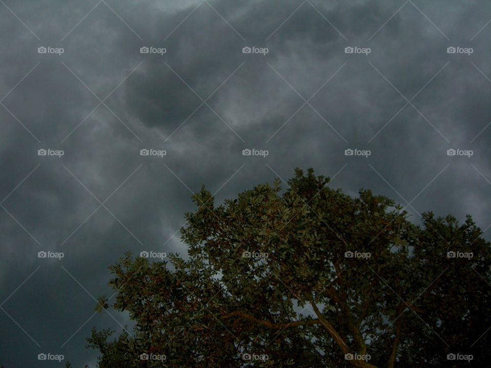 cloudy storm over oak tree