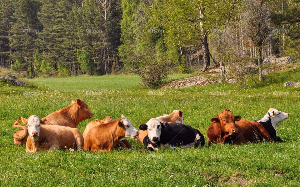 Cows resting in meadow