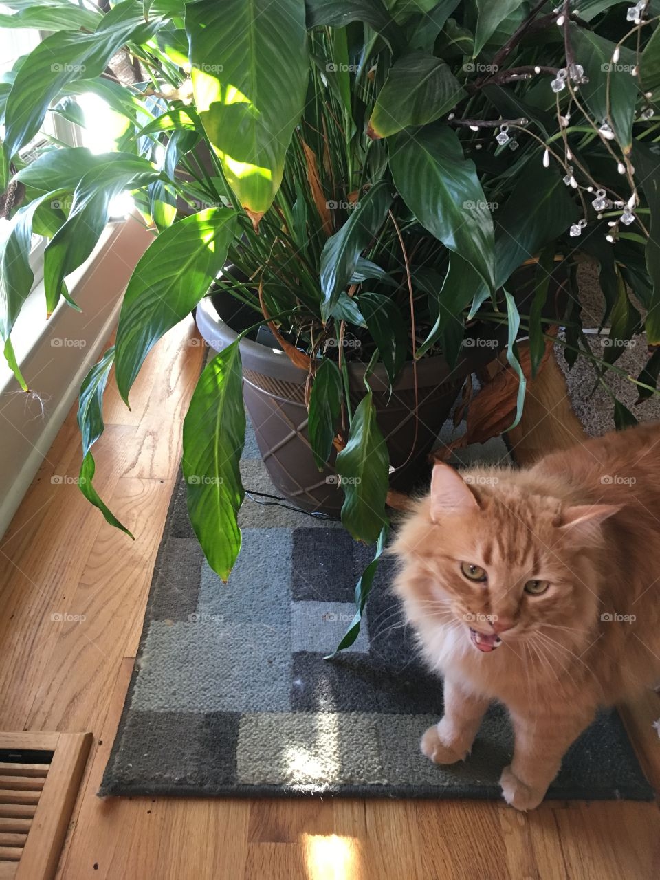 A beautiful, orange, long-haired cat (named Apollo) meowing for attention next to a healthy green peace plant