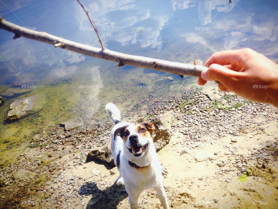 Playful cheerful smiling dog 